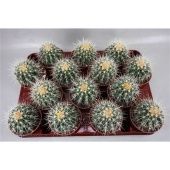Эхинокактус Грузони d8.5 см h11 см Эхинокактус Грузони d8.5 см h11 см