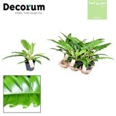 Филодендрон Narrow Escape d14 см h45 см