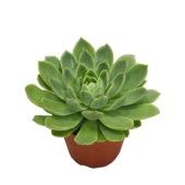Эхеверия агавовидная d12 см h18 см тип 2 Эхеверия агавовидная d12 см h18 см тип 2