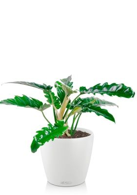 Филодендрон Нарроу 14/30 см в CLASSICO 18, белый