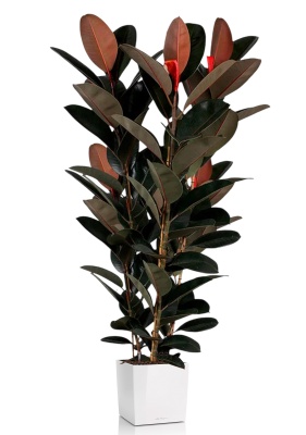 Фикус Эластика Абиджан 3 ствола 40/200 см в CUBE 50