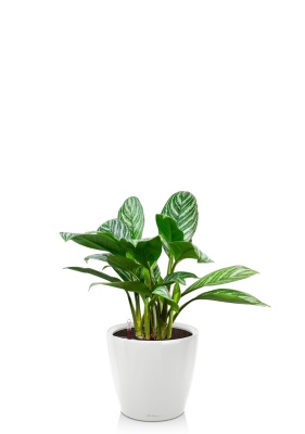 Аглаонема Страйп в CLASSICO LS 21 Аглаонема Страйп в CLASSICO LS 21