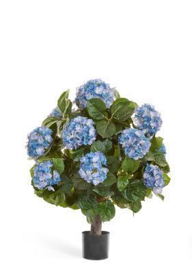 Гортензия куст Макси тёмно-голубой в горшке