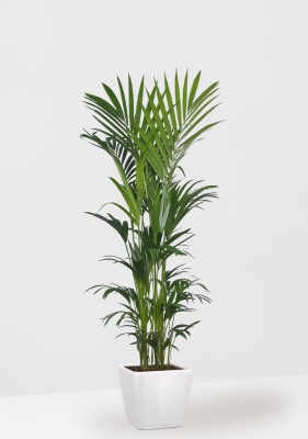 Ховея Кентия 31/220 см в QUADRO LS 43 Ховея Кентия 31/220 см в QUADRO LS 43