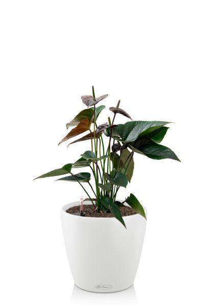 Антуриум Андре шоколадный 17/55 см в CLASSICO 18