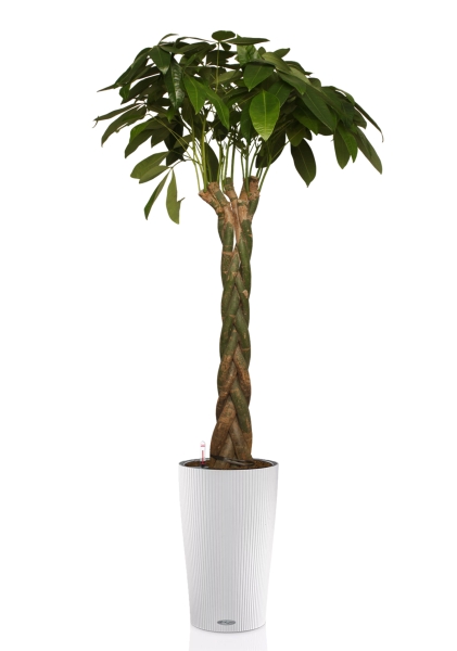 Пахира 27/170 см в CILINDRO 32