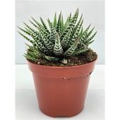 Хавортия Big Band Zebraplant d8.5 см h9 см