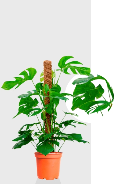 Монстера на опоре 27/130 см