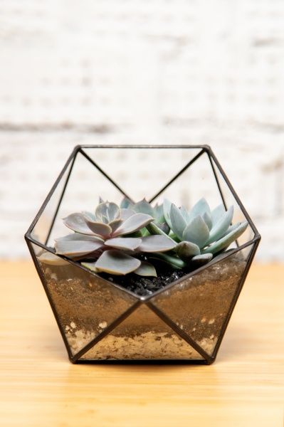 Флорариум - икосаэдр с суккулентами Флорариум - икосаэдр с суккулентами