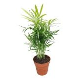 Хамедорея Элеганс d9 см h30 см тип 2 Хамедорея Элеганс d9 см h30 см тип 2