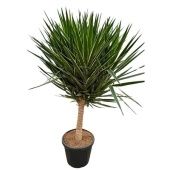 Юкка Elephantipes Puck d50 см 210 см