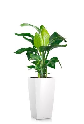 Стрелиция Николай 27/140 см в CUBICO 40, белый блестящий