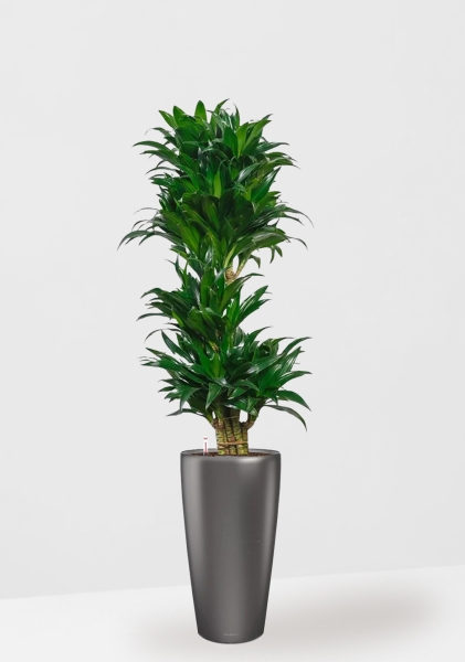 Драцена Компакта бранч 34/150 см в RONDO 40 Драцена Компакта бранч 34/150 см в RONDO 40