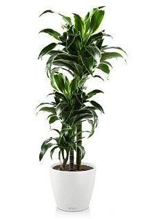 Драцена Дорадо CLASSICO 35/130 см, белый