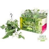 Сциндапсус Пиктус Trebie hang d15 см h40 см