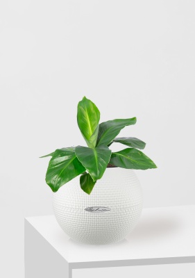 Банан 12/30 в PURO 20, белый