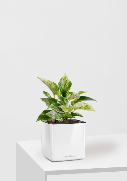 Сциндапсус Марбл Квин 12/20 см в CUBE GLOSSY 14 Сциндапсус Марбл Квин 12/20 см в CUBE GLOSSY 14