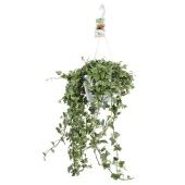 Хедера хеликс Eva Hangpot d17 см h100 см