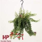 Эсхинантус Твистер d15 см h35 см