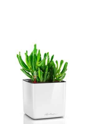 Крассула Хоббит 12/20 см в CUBE GLOSSY 14, белый блестящий