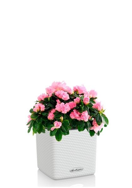 Азалия Фландрес розовая 14/30 см в CUBE COLOR 16 Азалия Фландрес розовая 14/30 см в CUBE COLOR 16