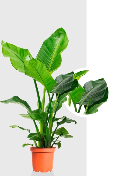 Стрелиция Николай 21/100 см