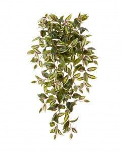 Традесканция бело-розовая ампельная большая