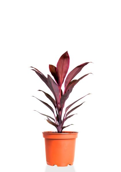 Кордилина Танго 12/35 см