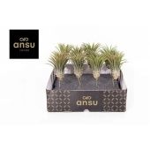 Тилландсия Ionantha h15 см Тилландсия Ionantha h15 см