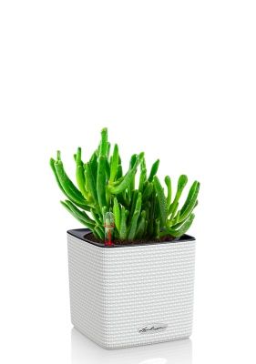 Крассула Хоббит 12/20 см в CUBE COLOR 14, белый