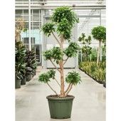 Фикус Нитида на стволе бонсай d50 см h260 см