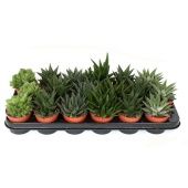 Хавортия микс d8.5 см h15 см тип 1 (Голландия) Хавортия микс d8.5 см h15 см тип 1 (Голландия)