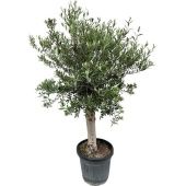 Олива европейская d40 см h180 см