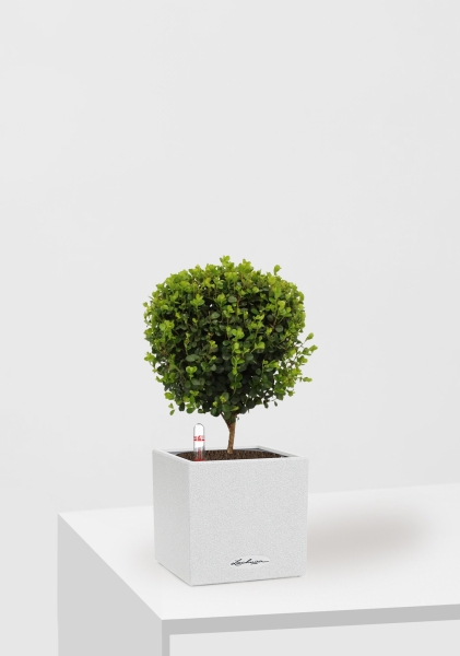 Мирсина 12/30 см в CANTO STONE 14 Мирсина 12/30 см в CANTO STONE 14