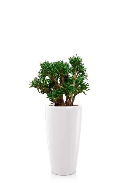 Крассула Хоббит 30/60 см в RONDO 32