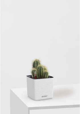 Кактус микс 8 см в CUBE Color 14 Кактус микс 8 см в CUBE Color 14