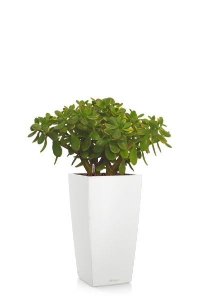 Крассула Овата Сансет 29/45 см в CUBICO COLOR 30 Крассула Овата Сансет 29/45 см в CUBICO COLOR 30