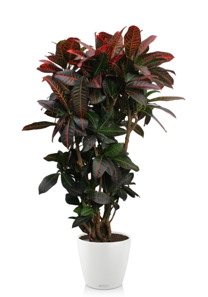 Кротон (Кодиеум) Петра 31/130 см в CLASSICO COLOR 43 Кротон (Кодиеум) Петра 31/130 см в CLASSICO COLOR 43