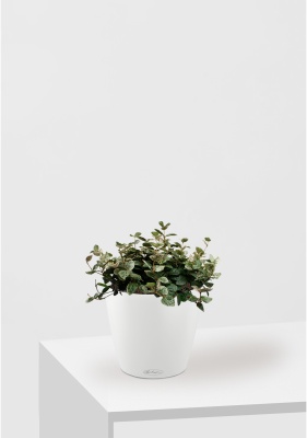 Трахелоспермум азиатский триколор 18/30 см в CLASSICO COLOR 21 Трахелоспермум азиатский триколор 18/30 см в CLASSICO COLOR 21