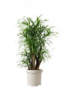 Драцена Анита бранч 21/80 см