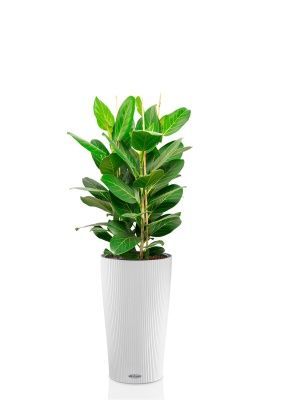 Фикус Бенгальский 3 ствола 27/90 см в CILINDRO 32, белый