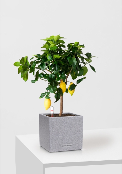 Цитрус Лимон 21/80 см в CANTO STONE LOW 30