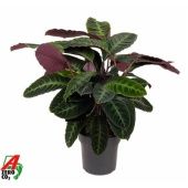 Калатея Варшевичи d27 см h100 см