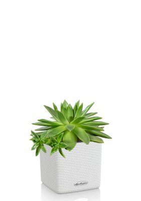 Эхеверия зеленая 10/15 см в CUBE COLOR 14