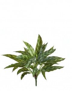 Куст Сильвер Квин