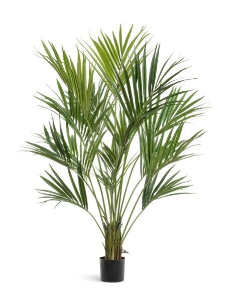 Пальма Кентия (Ховея) де Люкс 170 см