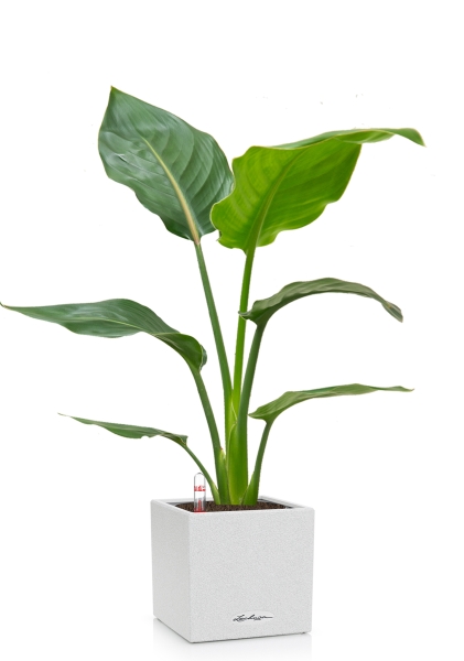 Стрелиция Регина 24/100 см в CANTO STONE LOW 30