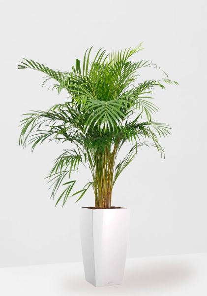 Хризалидокарпус Арека 24/160 см в CUBICO 30