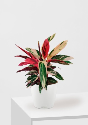 Строманта 19/65 см в CLASSICO COLOR 21, белый