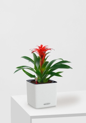 Гузмания Калипсо красная 12/40 см в CUBE COLOR 14, белый